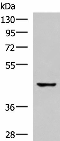 TNFRSF10D Polyclonal Antibody (E-AB-17834)