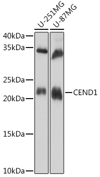 CEND1 Polyclonal Antibody (E-AB-92024)