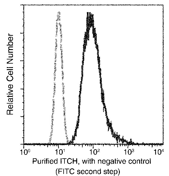ITCH/AIP4 Monoclonal Antibody (AN200064P)