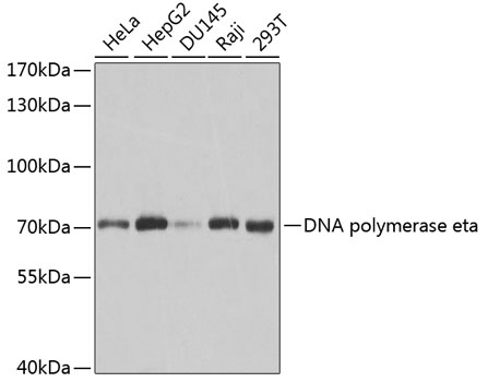 DNA polymerase eta Polyclonal Antibody (E-AB-67345)