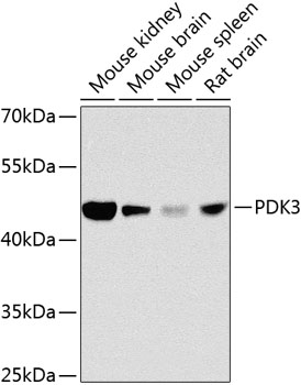 PDK3 Polyclonal Antibody (E-AB-68416)