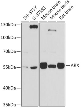 ARX Polyclonal Antibody (E-AB-91751)