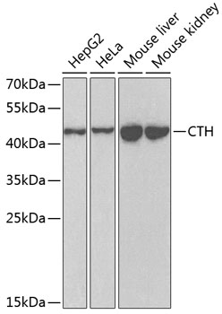 CTH Polyclonal Antibody (E-AB-61819)