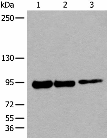 PIBF1 Polyclonal Antibody (E-AB-19632)