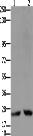 HMGB2 Polyclonal Antibody (E-AB-12506)