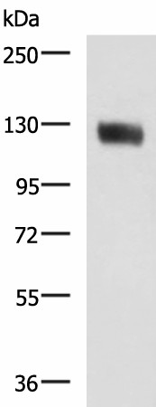 MCAM Polyclonal Antibody (E-AB-53284)
