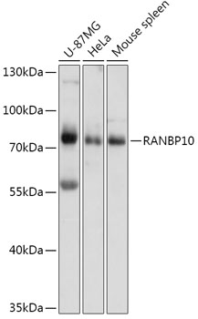 RANBP10 Polyclonal Antibody (E-AB-91896)