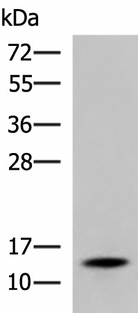 TTR Polyclonal Antibody (E-AB-18211)
