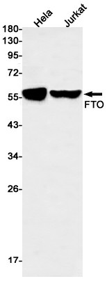 Recombinant FTO Monoclonal Antibody (E-AB-81470)