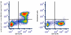 Spark Violet™ 538 anti-mouse Ly-6G/Ly-6C (Gr-1) Antibody (108475)
