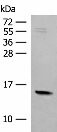 RPS12 Polyclonal Antibody (E-AB-52687)