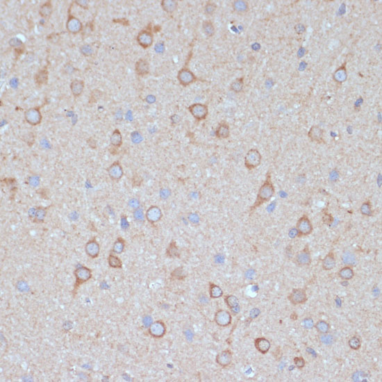 COPG2 Polyclonal Antibody (E-AB-66590)