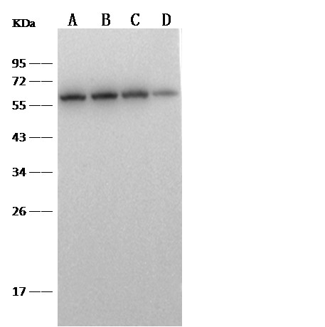 Recombinant CD5/Cluster of Differentiation 5 Monoclonal Antibody (AN300003P)