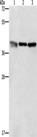 ZFP42 Polyclonal Antibody (E-AB-13003)