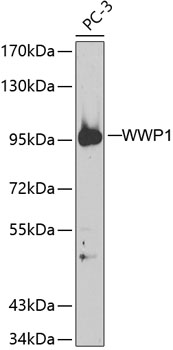 WWP1 Polyclonal Antibody (E-AB-67637)