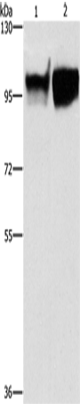 CD54 Polyclonal Antibody (E-AB-13130)