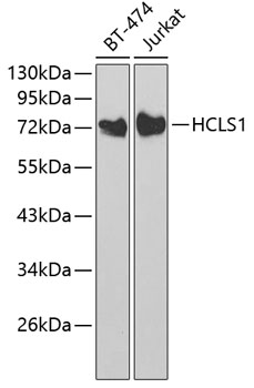 HCLS1 Polyclonal Antibody (E-AB-60652)