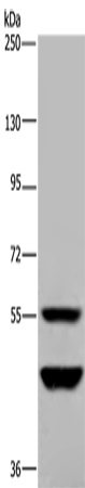 MTF2 Polyclonal Antibody (E-AB-15219)