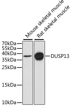 DUSP13 Polyclonal Antibody (E-AB-67758)