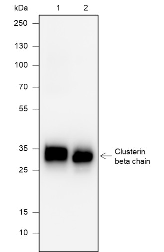 Recombinant Clusterin beta Chain Monoclonal Antibody (AN301900L)