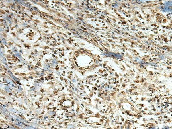 MLF1 Polyclonal Antibody (E-AB-53130)