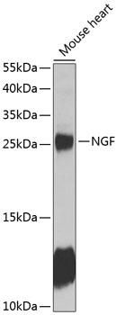NGF Polyclonal Antibody (E-AB-93105)