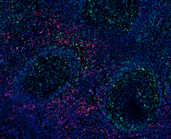 Alexa Fluor® 594 anti-mouse IgG1 Antibody (406634)