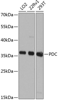 PDC Polyclonal Antibody (E-AB-62857)
