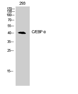 CEBP alpha Polyclonal Antibody (E-AB-30685)