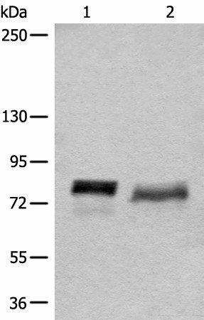 BCAS3 Polyclonal Antibody (E-AB-18703)