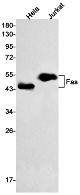 Recombinant Fas Monoclonal Antibody (E-AB-81556)