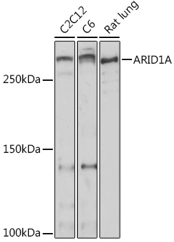 ARID1A Polyclonal Antibody (E-AB-92107)