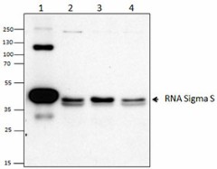 Anti-E. coli RNA Sigma S Antibody (663703)