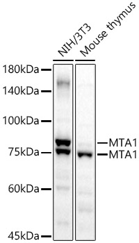 MTA1 Polyclonal Antibody (E-AB-91420)