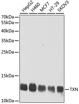 TXN Polyclonal Antibody (E-AB-62251)