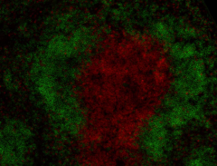 Alexa Fluor® 594 anti-mouse CD3 Antibody (100240)