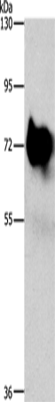 SYN1 Polyclonal Antibody (E-AB-12893)