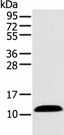 PPBP Polyclonal Antibody (E-AB-19288)