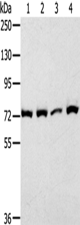 CAPN1 Polyclonal Antibody (E-AB-13957)
