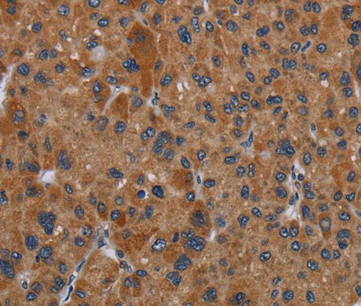 OMG Polyclonal Antibody (E-AB-16668)