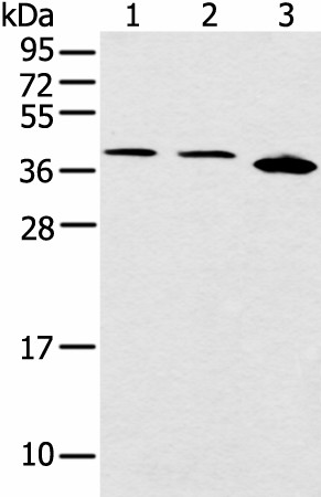 CCNG1 Polyclonal Antibody (E-AB-53386)