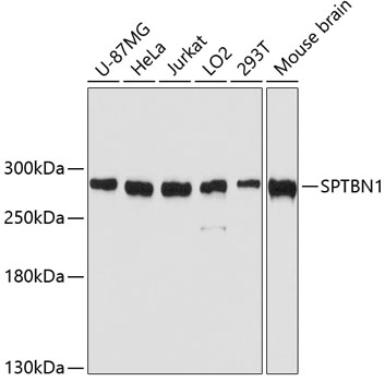SPTBN1 Polyclonal Antibody (E-AB-63816)
