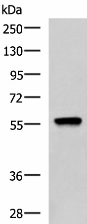 TERF1 Polyclonal Antibody (E-AB-52119)