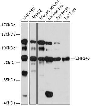 ZNF143 Polyclonal Antibody (E-AB-91814)