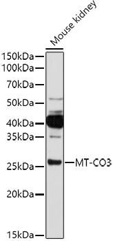 MT-CO3 Polyclonal Antibody (E-AB-91951)