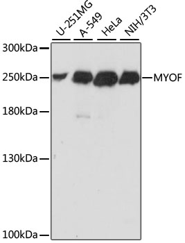 (KO Validated) MYOF Polyclonal Antibody (E-AB-65311)