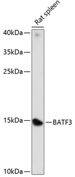BATF3 Polyclonal Antibody (E-AB-65148)