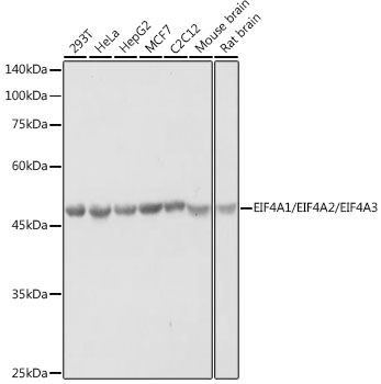 eIF4A Polyclonal Antibody (E-AB-92203)