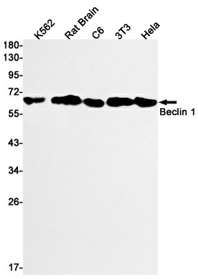 Recombinant Beclin 1 Monoclonal Antibody (E-AB-81447)