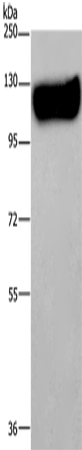 MAG Polyclonal Antibody (E-AB-14203)